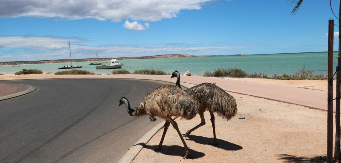 Emus am Straßenrand