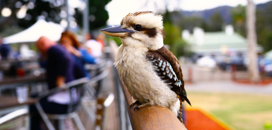 Kookaburra auf einem Zaun in Australien