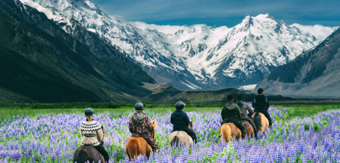 Eine Gruppe reitender Personen durch eine durch Lupinen lila blühende Wiese bei Bergpanorama