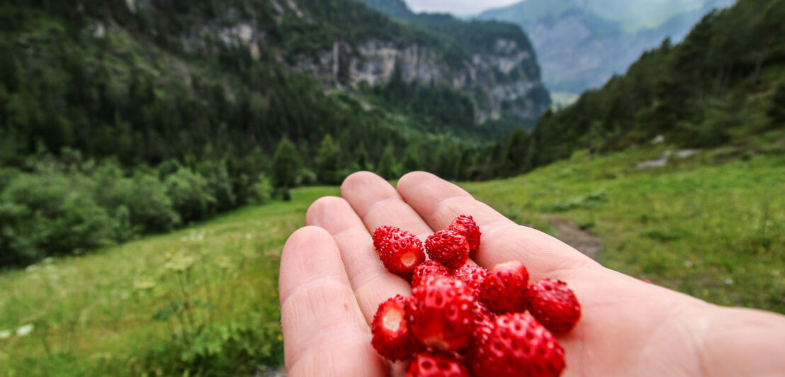 Detailaufnahme einer Hand, auf der Walderdbeeren liegen, im Hintergrund sind Berge zu sehen