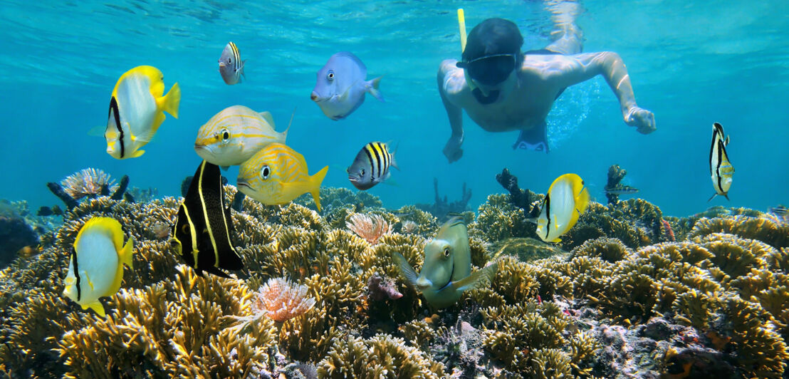 Mann schnorchelt unter Wasser an einem flachen Korallenriff mit tropischen Fischen vor ihm