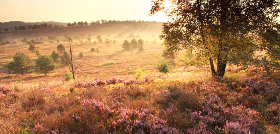 Blühende Heidelandschaft im Sonnenaufgang