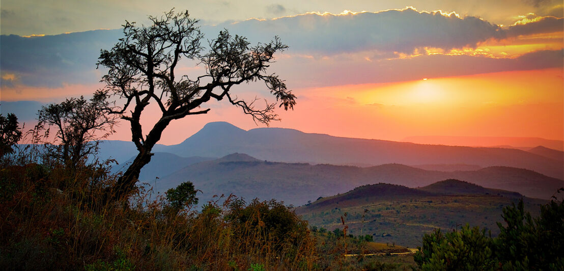 Sonnenaufgang über der Savanne im Kruger Nationalpark