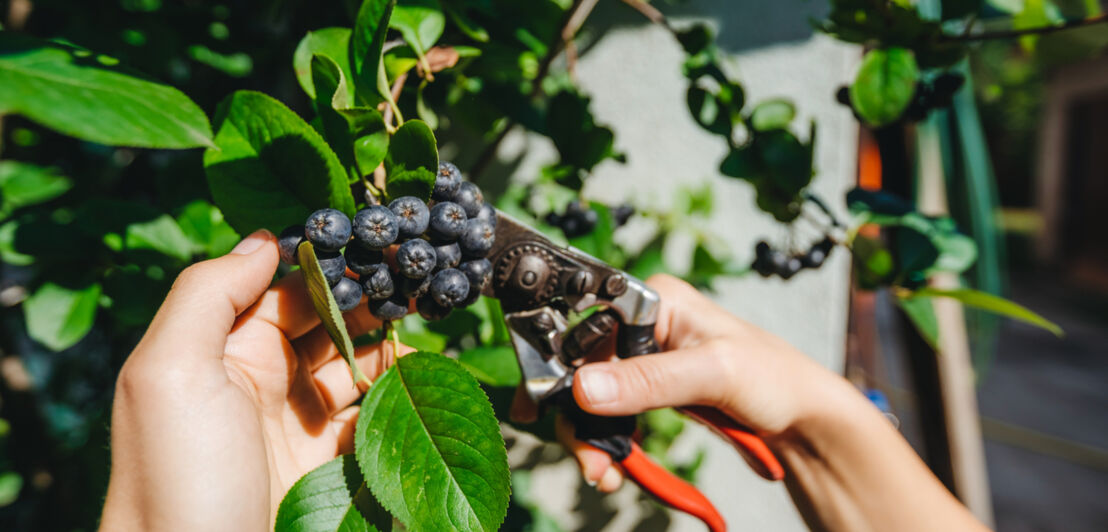 Hände ernten Aroniabeeren mithilfe einer Gartenschere