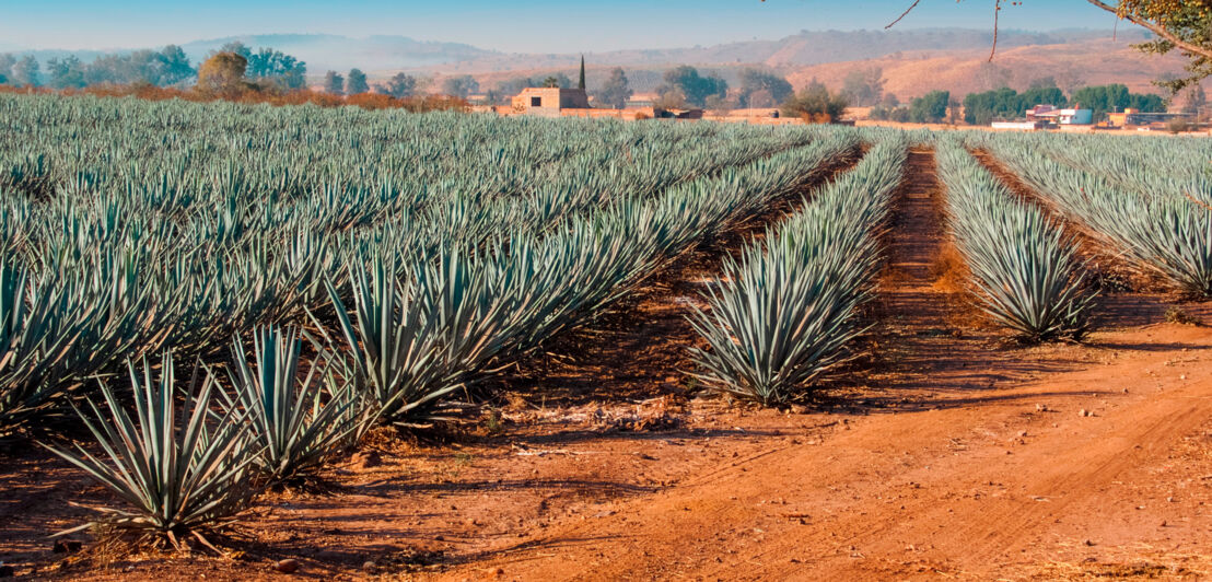 Ein Agavenfeld in Jalisco, Mexiko.