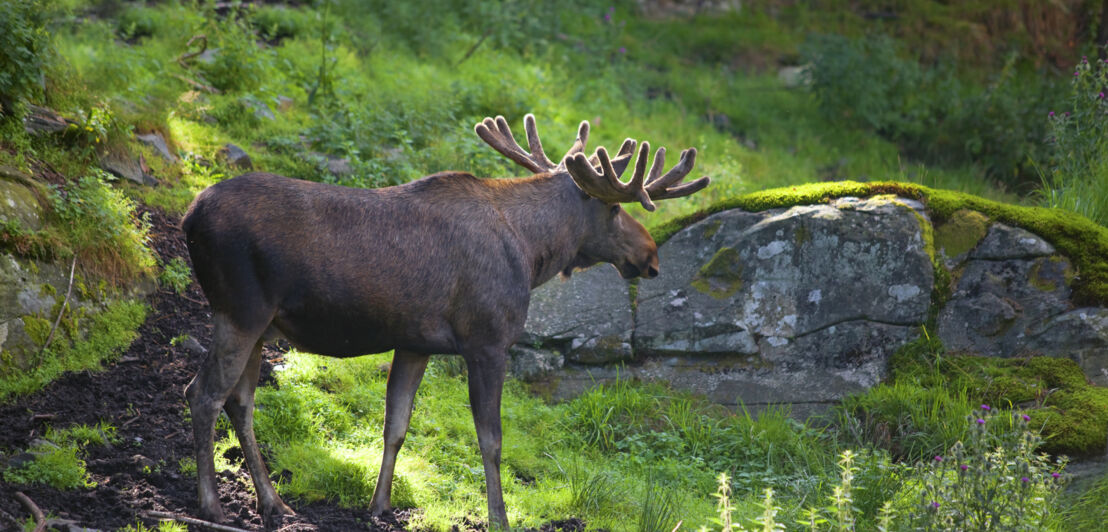 Ein Elch in der norwegischen Wildnis