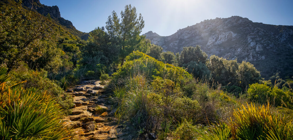 Ein Wanderweg im Nationalpark Llevant, der zwischen Büshcen hindurch nach oben führt