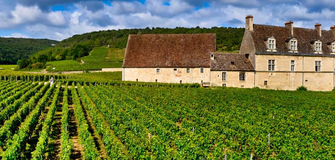 Eine Schlossanlage inmitten von Weinbergen