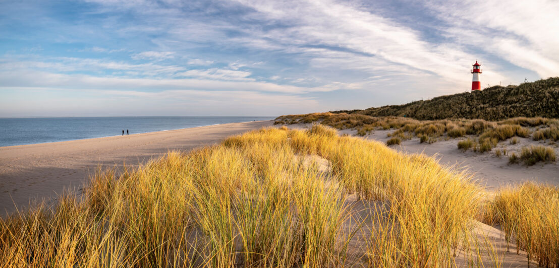 Panorama eines langen Sandstrandes mit grasbewachsenen Sanddünen und einem Leuchtturm im Hintergrund