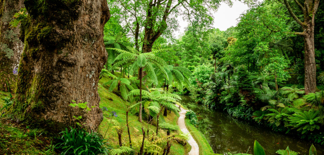 Blick in einen botanischen Garten mit exotischen Pflanzen und einem Pfad