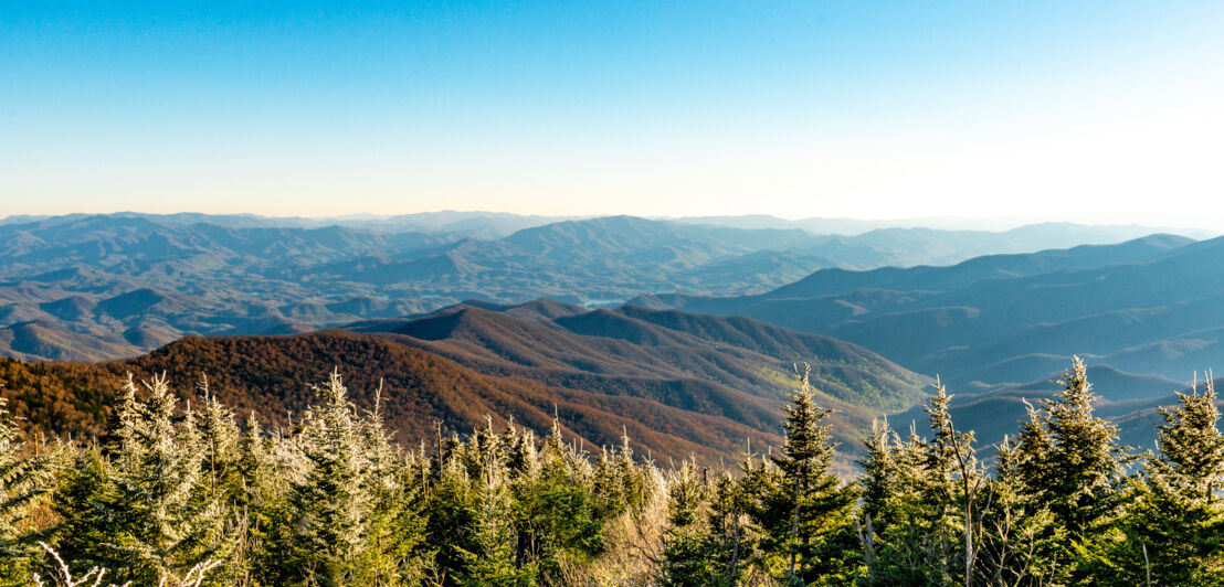 Panorama einer Berglandschaft mit Nadelbaumspitzen im Vordergrund.