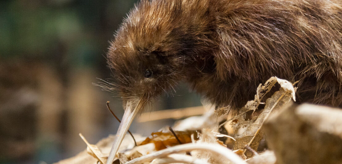 Nahaufnahme eines Kiwi-Vogels, eines flugunfähigen Vogels, der in Neuseeland endemisch ist.