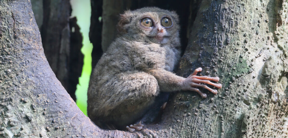 Zwergkoboldmaki in einem Baum.