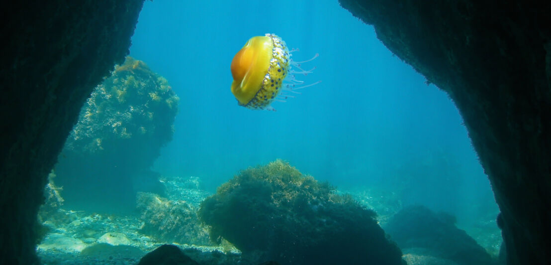 Eine Spiegeleiqualle in gelb-orangener Farbe, die im Meer treibt.