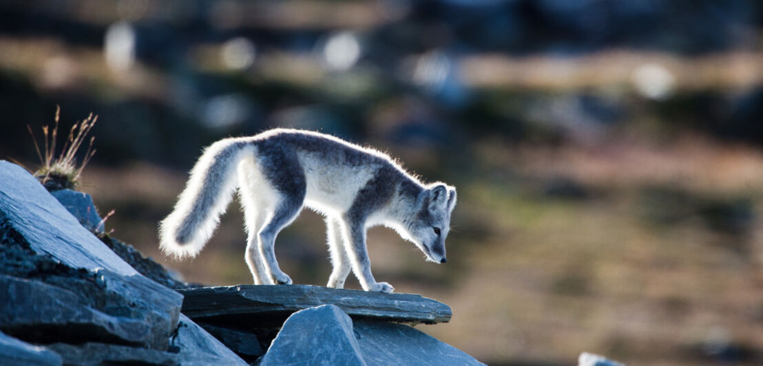 Ein Polarfuchs auf einem Felsen.