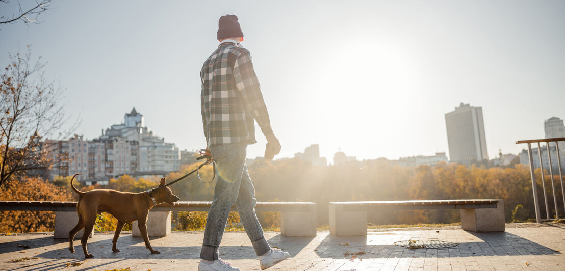 Young man walking the dog on the leash.