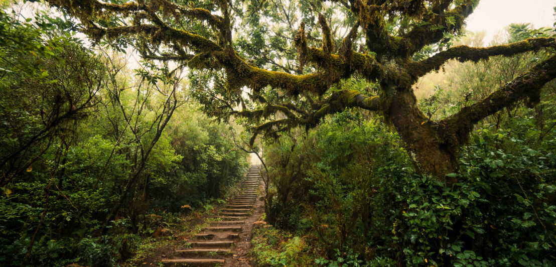 Pfad eines Wanderweges durch den Lorbeerwald auf Madeira.