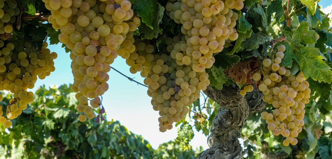 Reife Pedro-Ximénez-Trauben für die Herstellung von Sherry an einer Rebe.