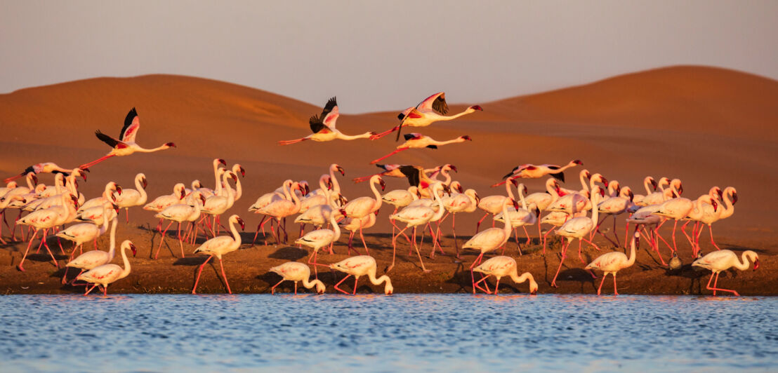 Flamingokolonie am Wasser vor Wüstenpanorama.