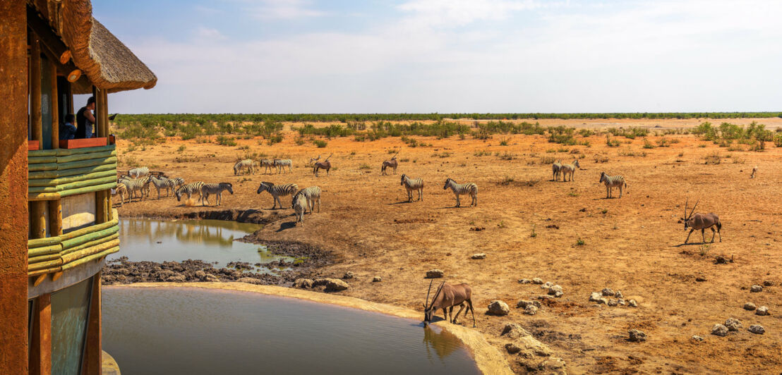 Zebras und Antilopen an einem Wasserloch bei einer Lodge in der Steppe.