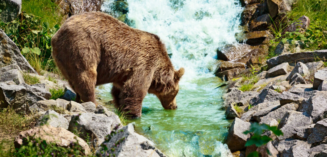 Ein Braunbär trinkt an einem Fluss in Berglandschaft.