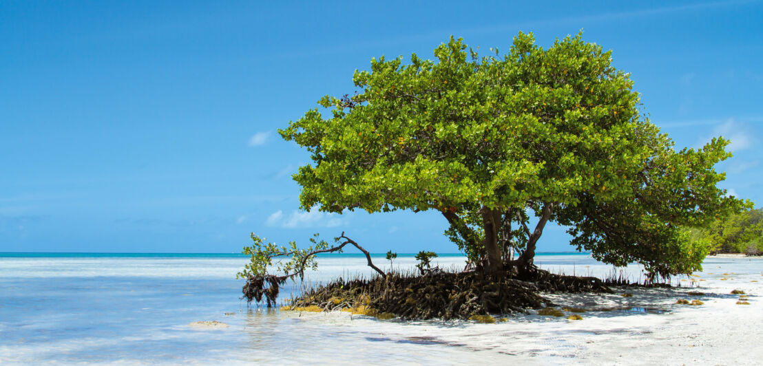 Mangrovenbaum an einem weißen Sandstrand vor blauem Himmel.