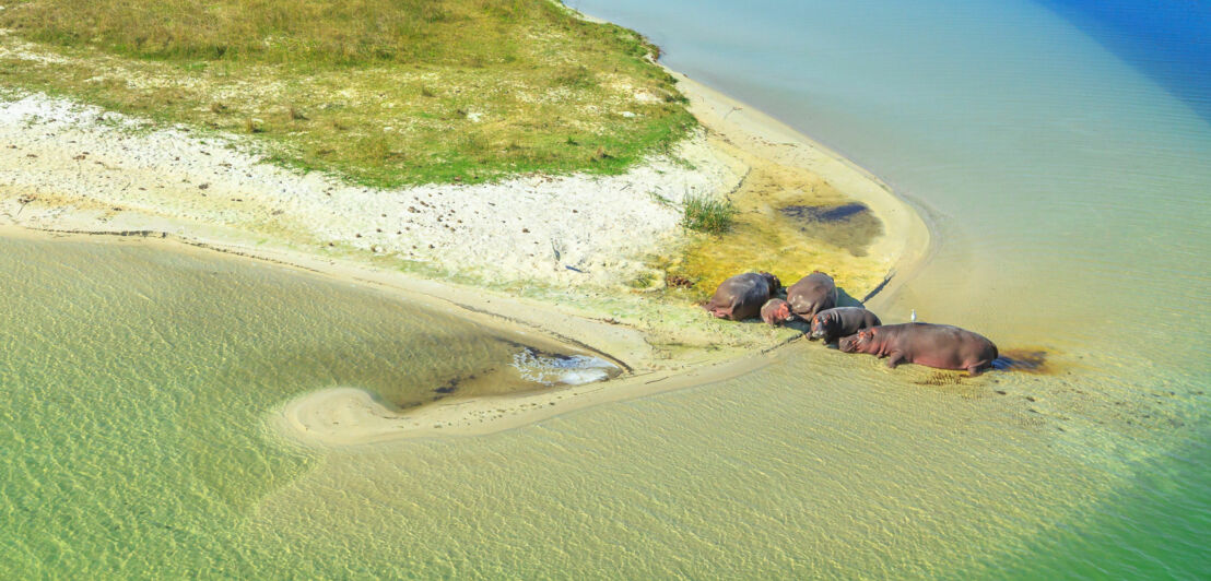 Luftaufnahme eines Feuchtgebietes mit Flusspferden im flachen Wasser.