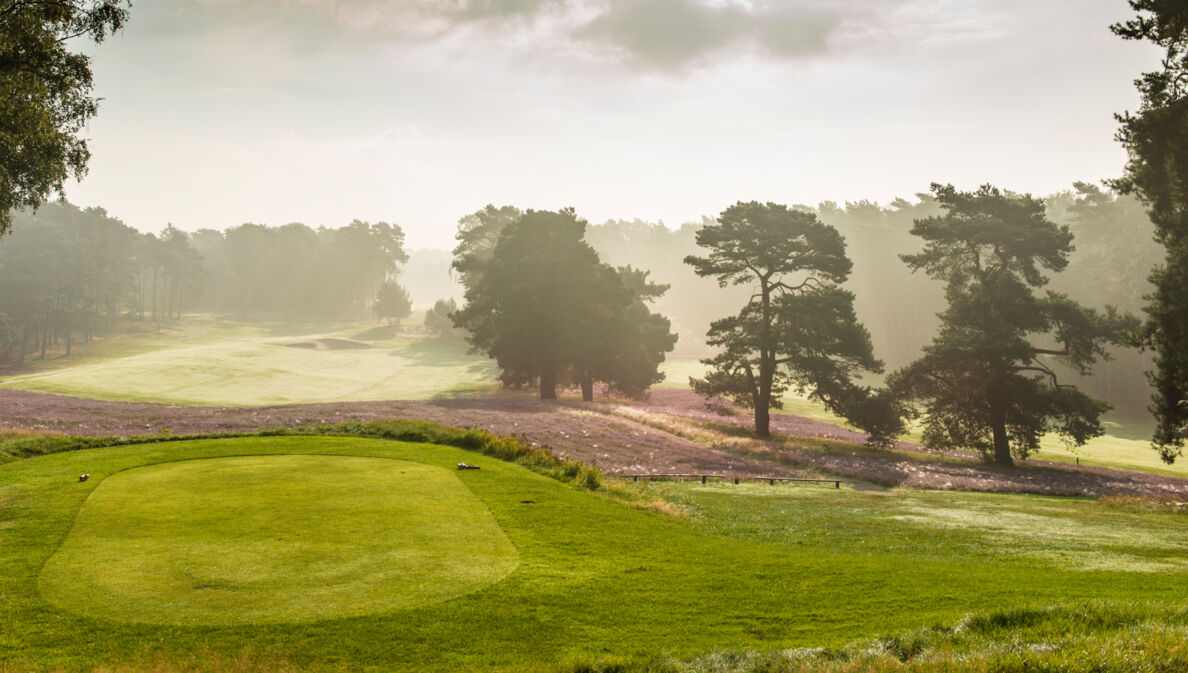 Ein im Dunst liegender Golfplatz mit blühender Heide und großen Bäumen