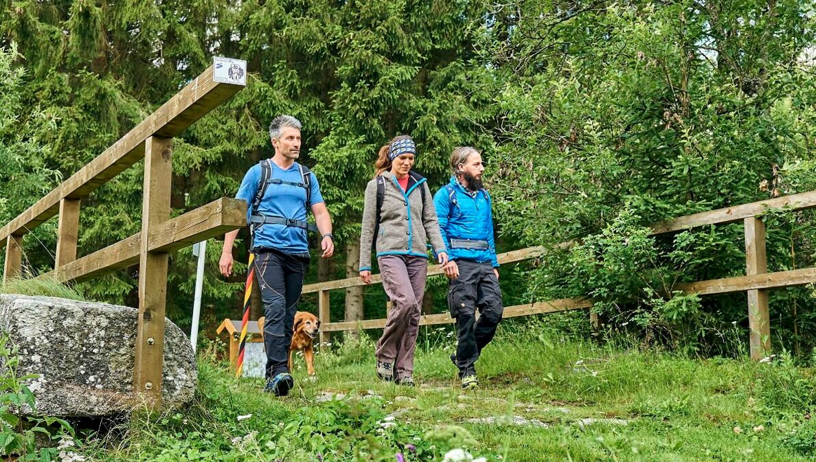 Drei Wandernde und ein Hund laufen über eine Brücke im Grünen