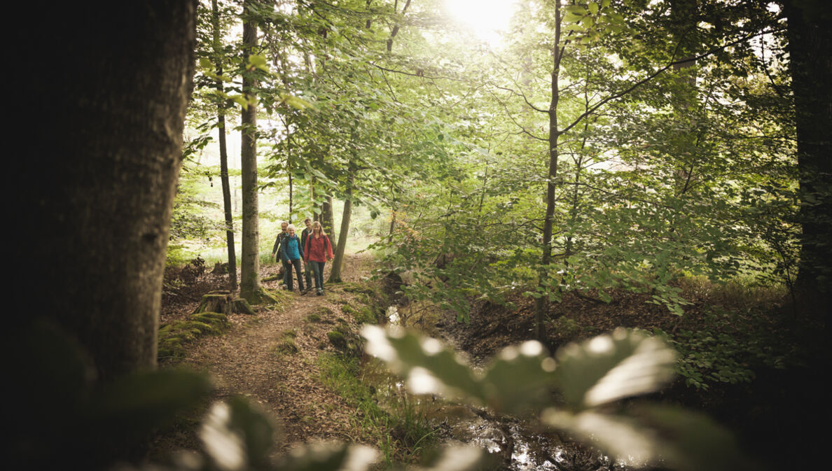 Eine Wandergruppe bei Sonnenschein im Bienwald