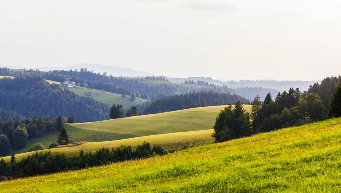 Eine hügelige Landschaft mit Wiesen und Nadelwäldern