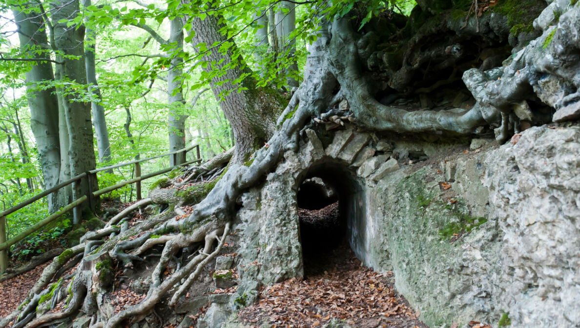 Römisches Relikt unter Baumwurzel im Laubwald