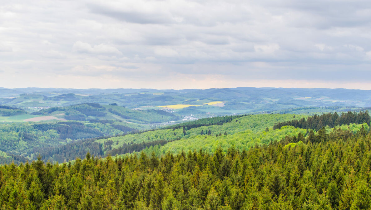 Blick von oben auf eine bewaldete Landschaft