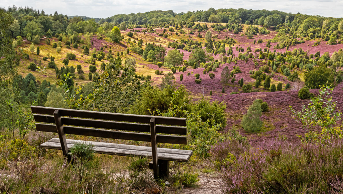 Eine leere Bank im Vordergrund, im Hintergrund eine blühende Heide