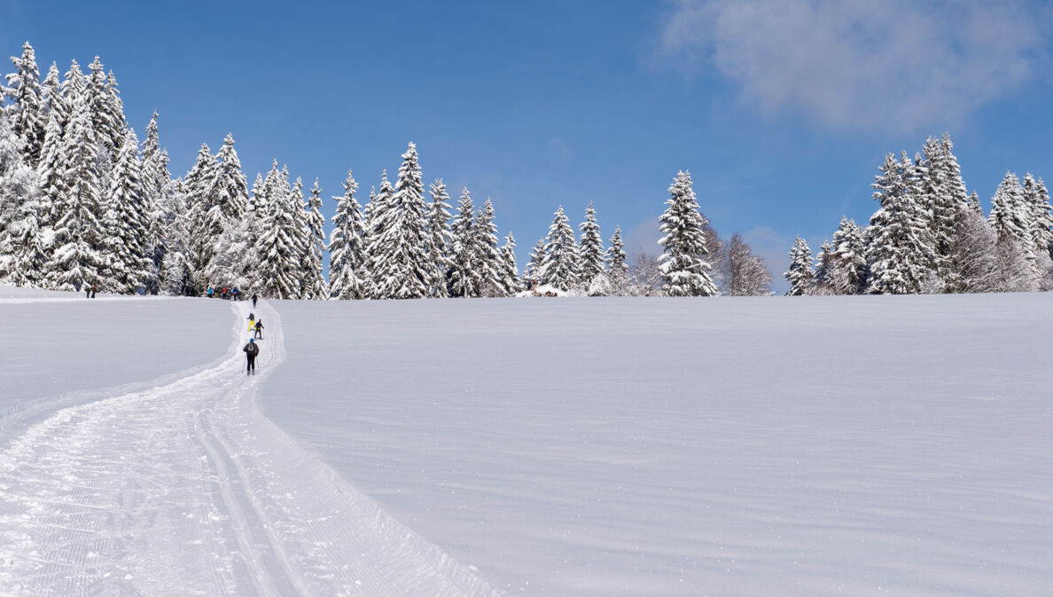 Mehrere Skiläufer im Schwarzwald.