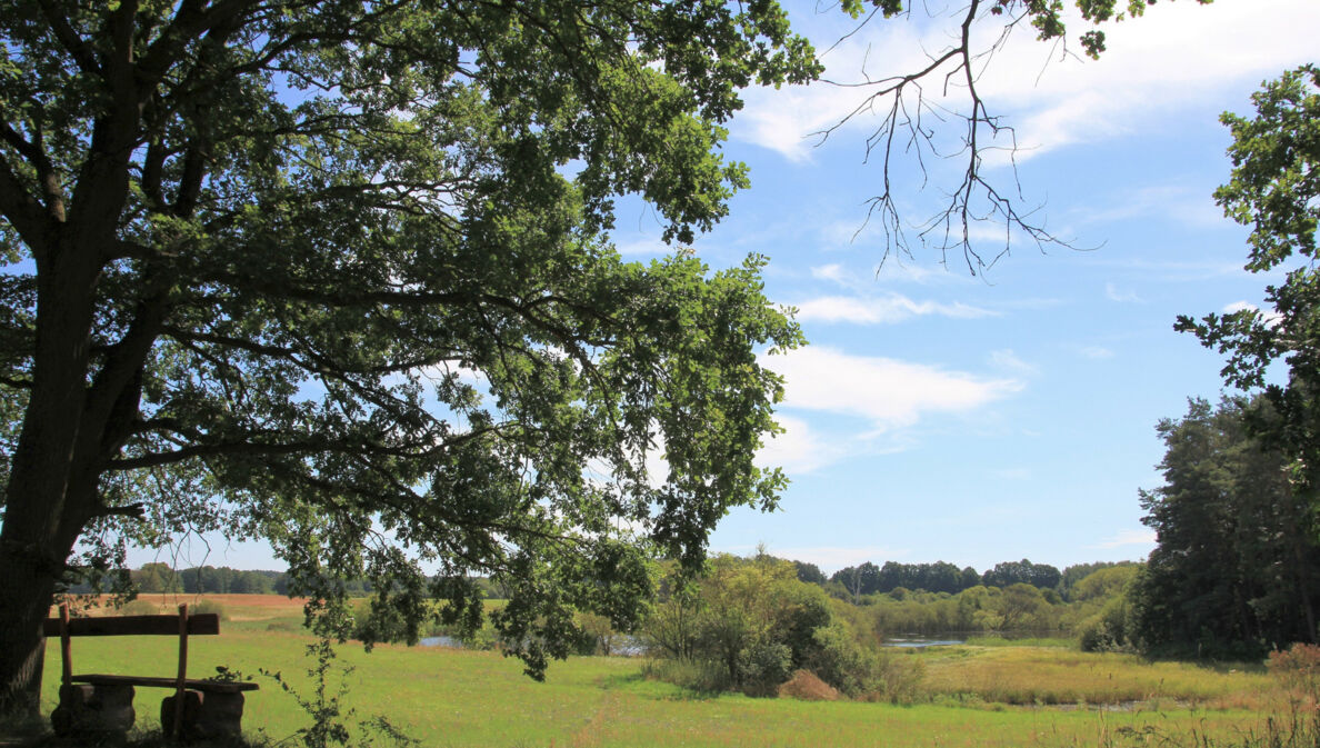 Eine Bank unter einem Baum, dahinter Wiese und Wald