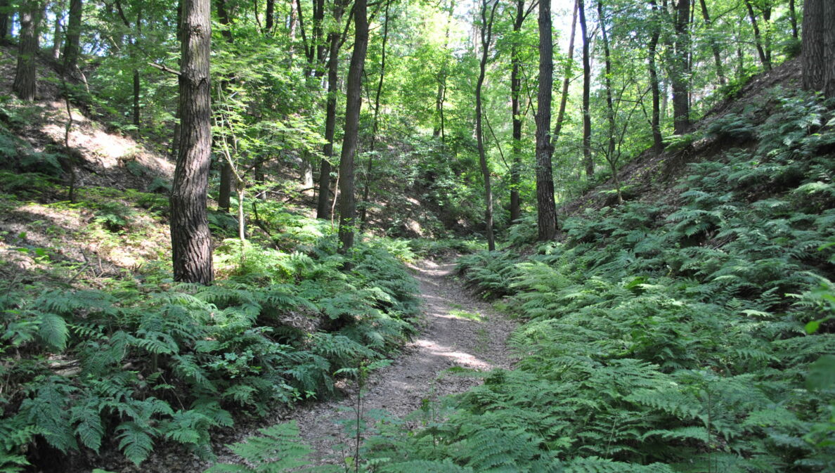 Schmaler Weg durch einen Wald