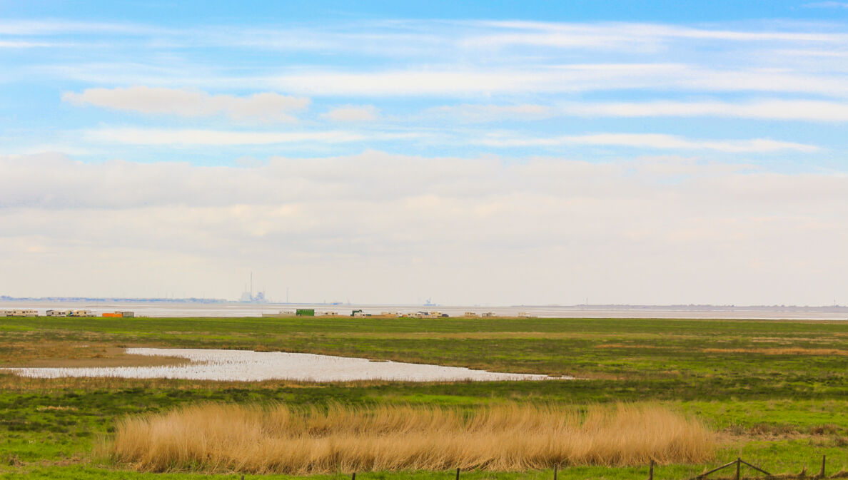 Graslandschaft in Norddeutschland