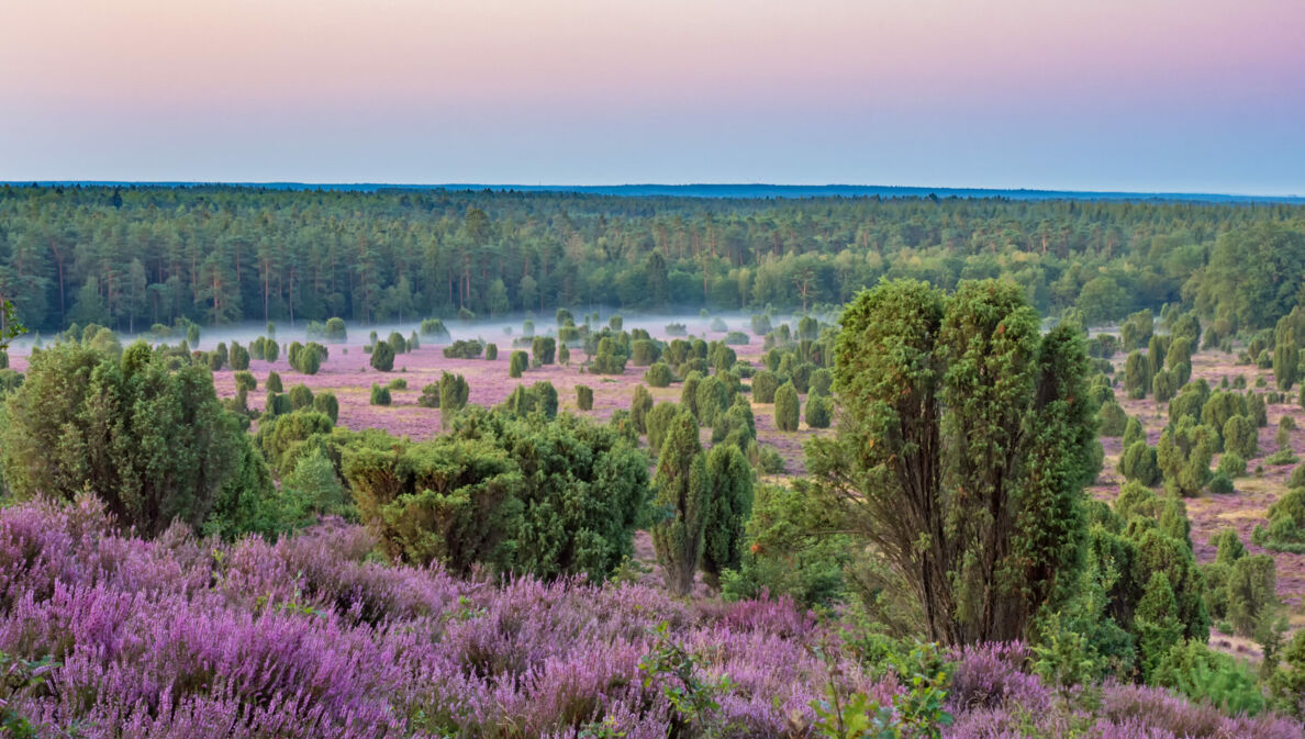 Blick von oben auf eine blühende Heidelandschaft, im Hintergrund Wald