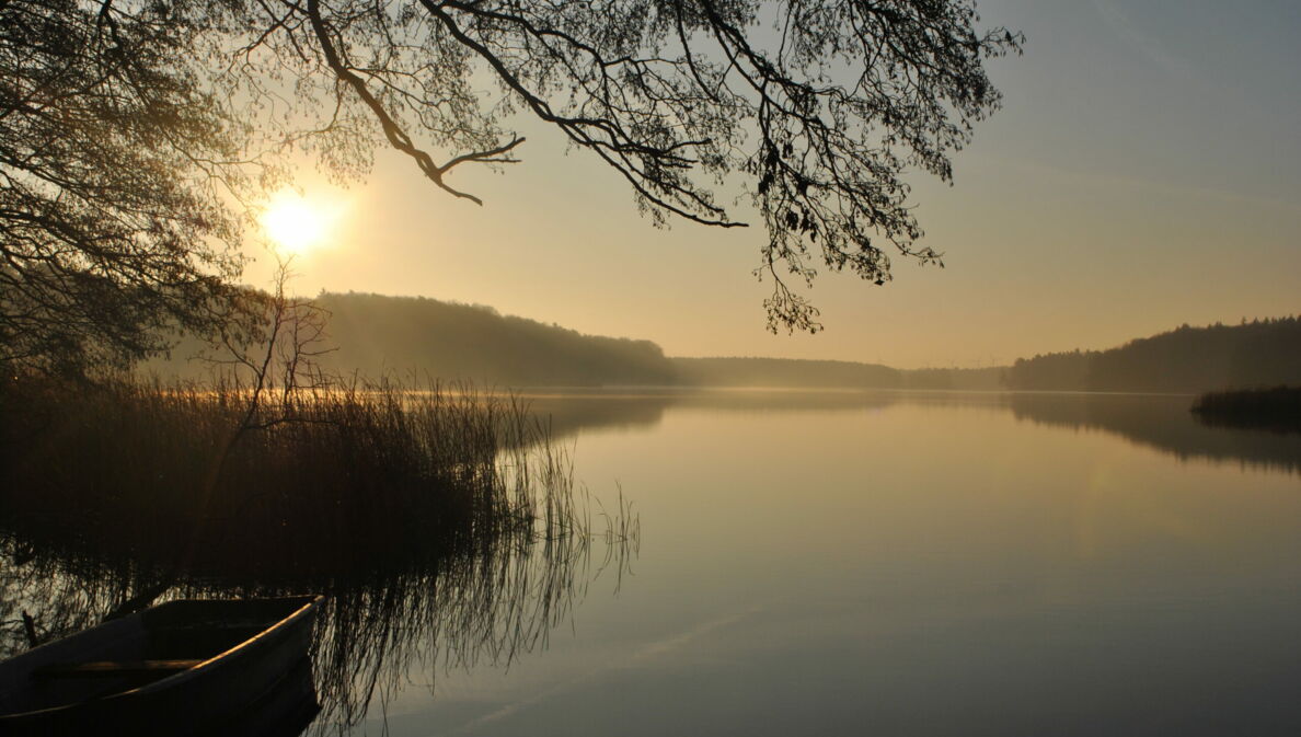 Blick auf einen See, im Vordergrund Schilf und ein Ruderboot