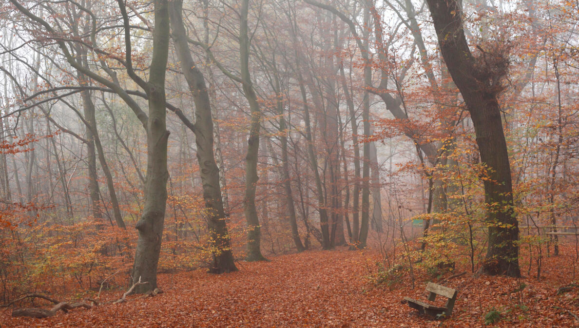 Waldweg nähe Syke.