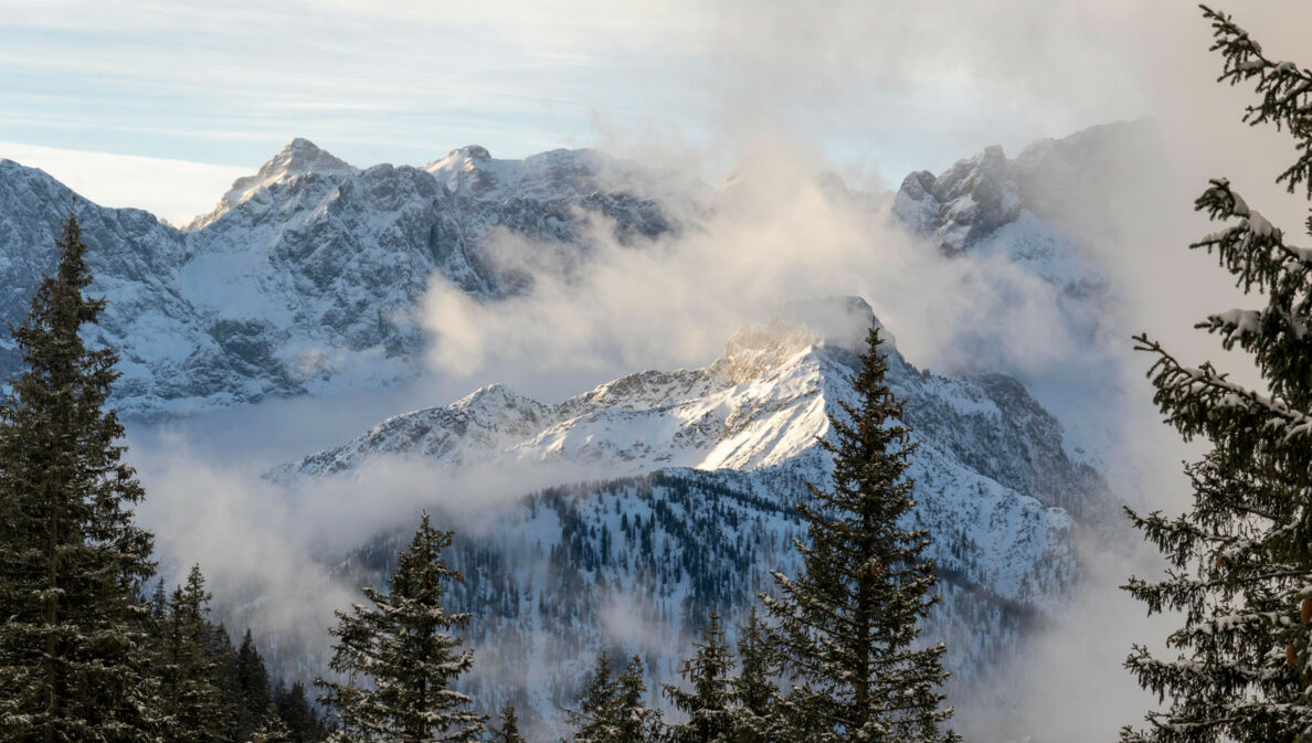 Schneebedeckte Berge, um die tiefhängende Wolken ziehen, im Vordergrund dunkle Tannen