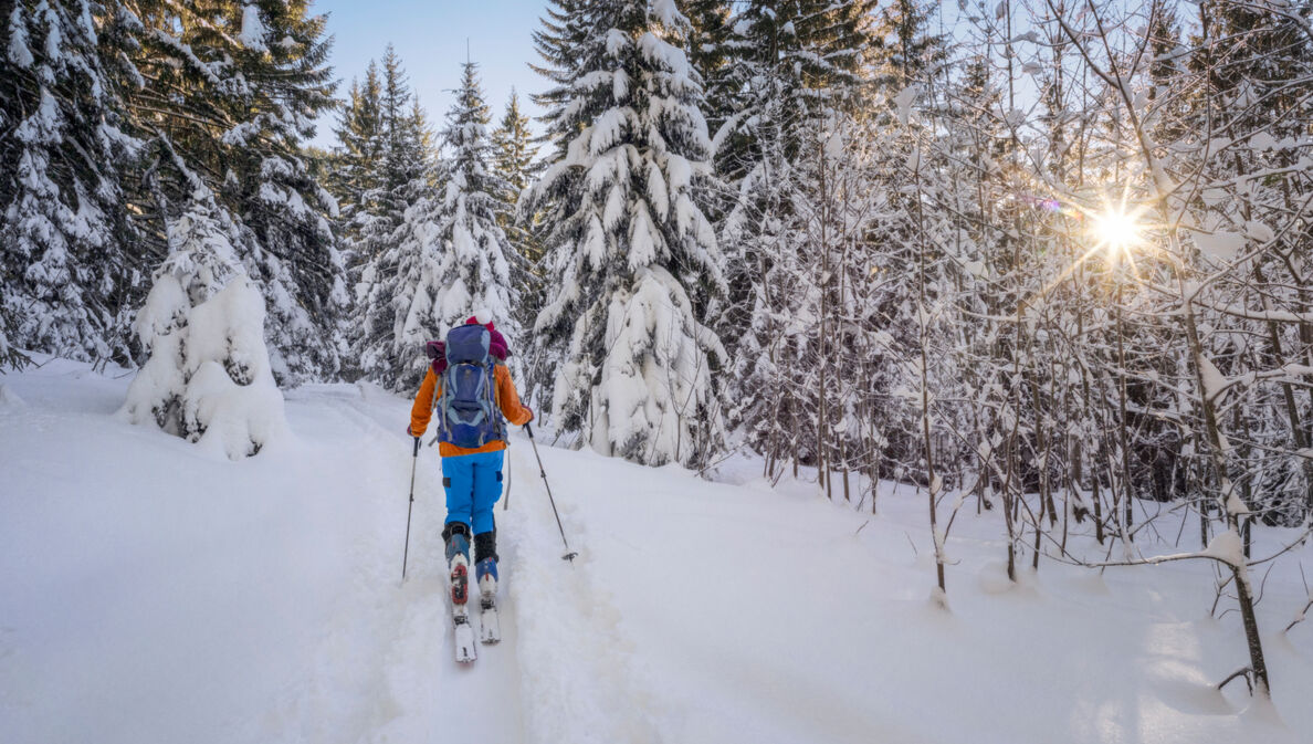 Rückansicht eines Langläufers in einem verschneiten und sonnigen Wald