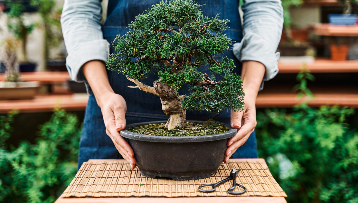 Ein Bonsai wird auf einen kleinen Tisch gestellt.