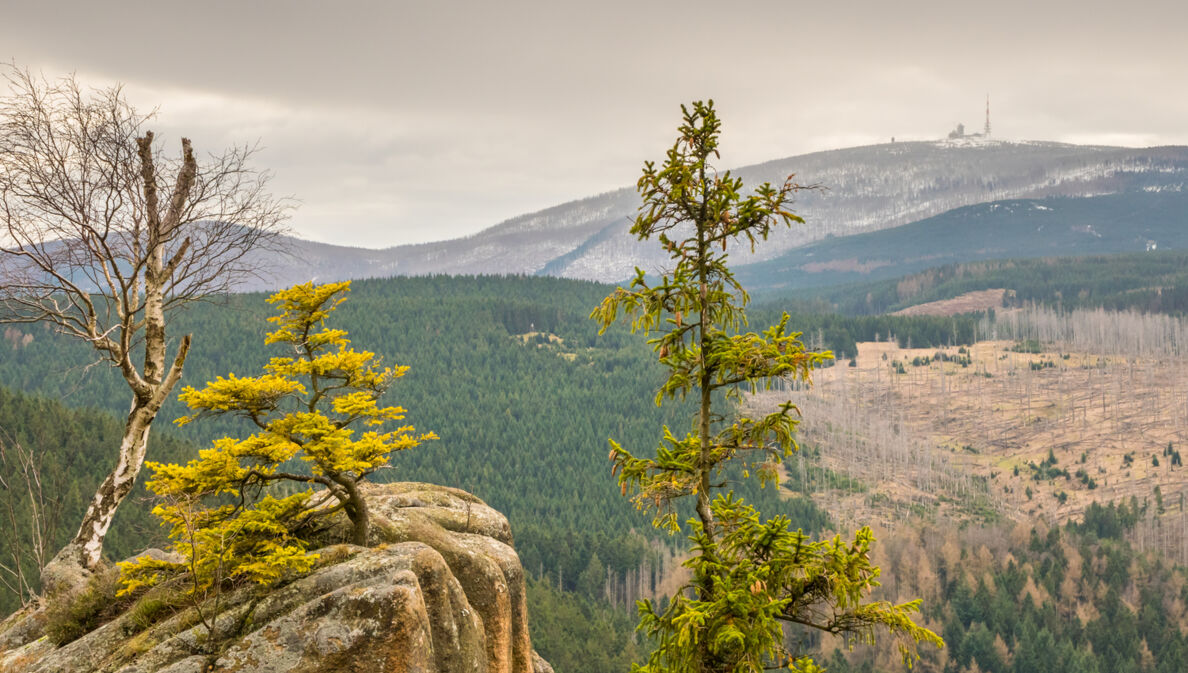 Blick auf den Brocken im Harz.