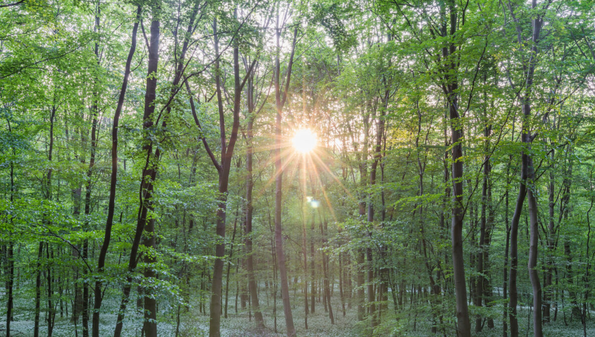 Viele Bäume in einem Wald, durch den die Sonne scheint