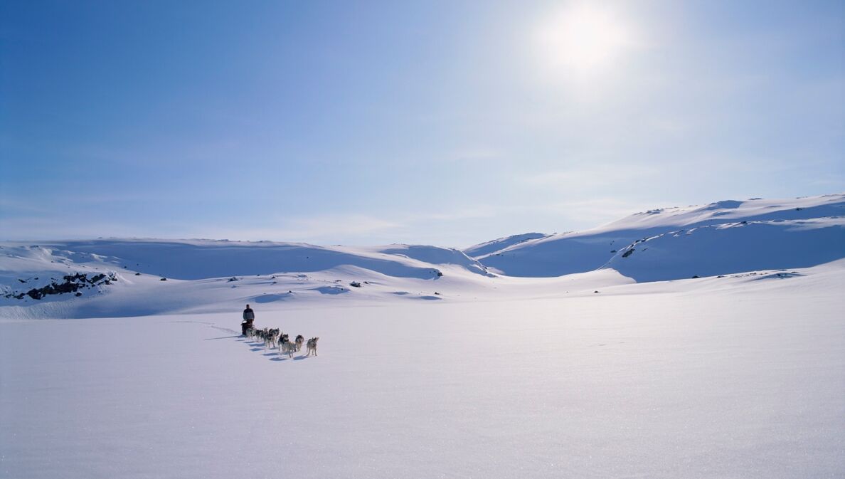 Ein Hundeschlitten im Schnee.