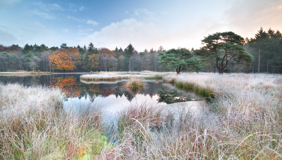 Eine Moorlandschaft mit Gräsern im Herbst.