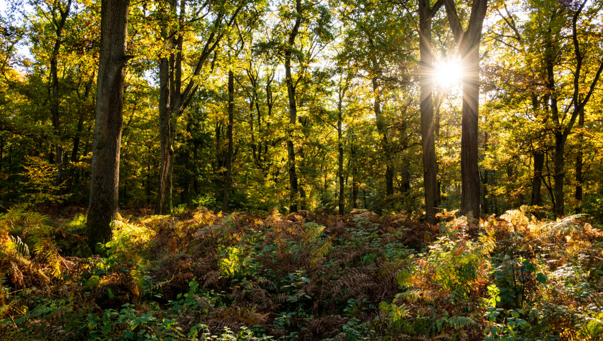 Die Sonne scheint durch hohe Bäume in einem Wald.