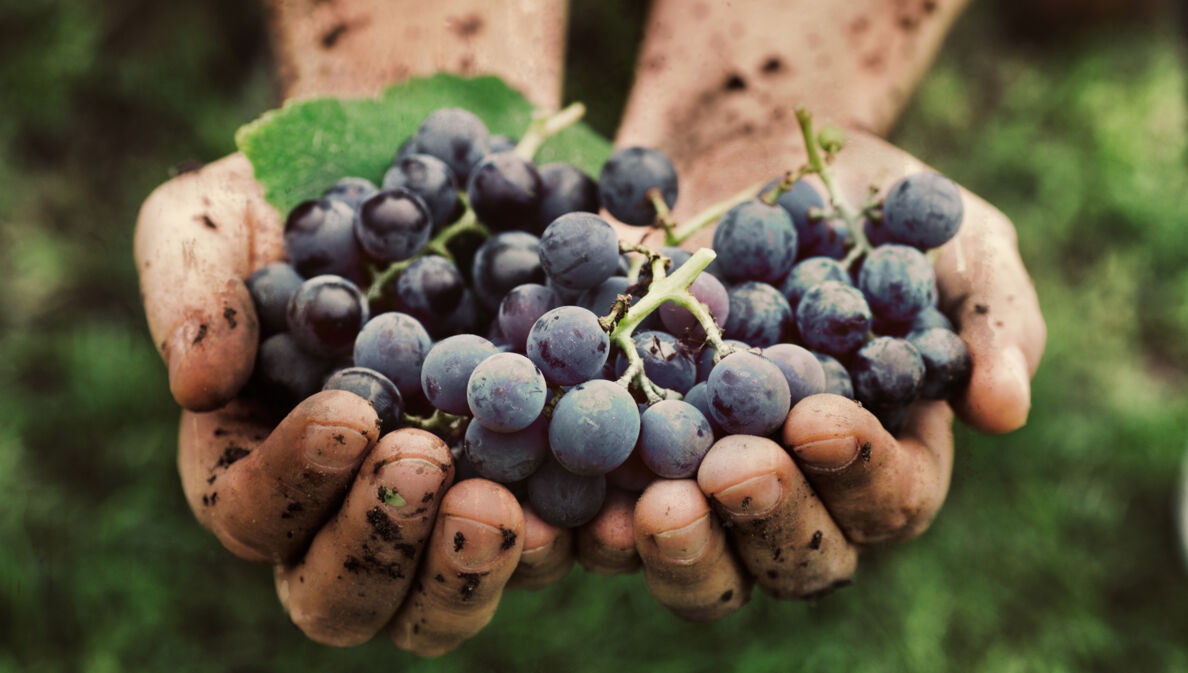 Frisch geerntete Weintrauben in von der Weinernte verschmutzten Händen.